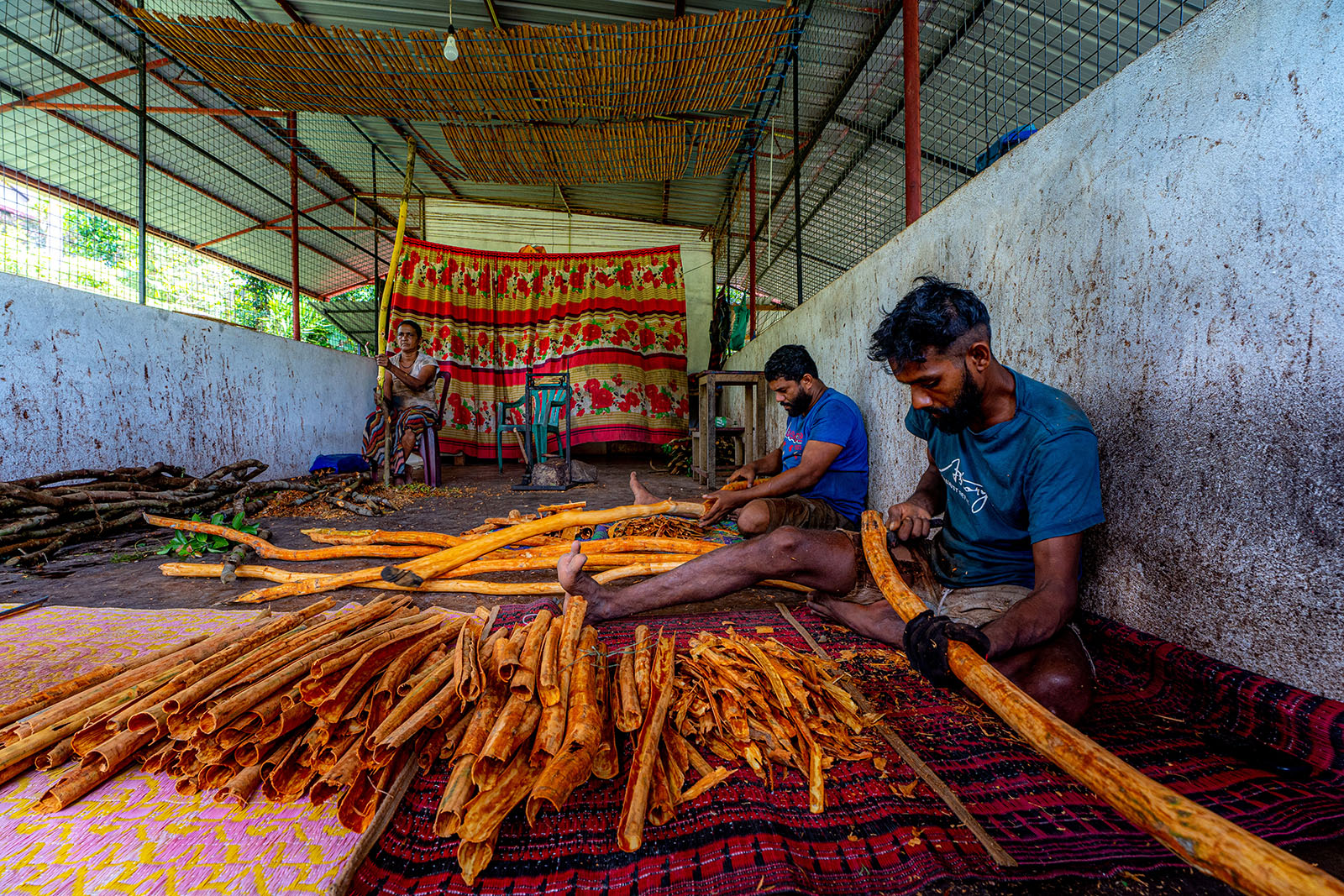Cinnamon Harvesting