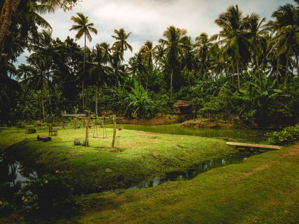 Cinnamon plantation surrounding Villa Pavo creating a peaceful natural environment in Ambalangoda
