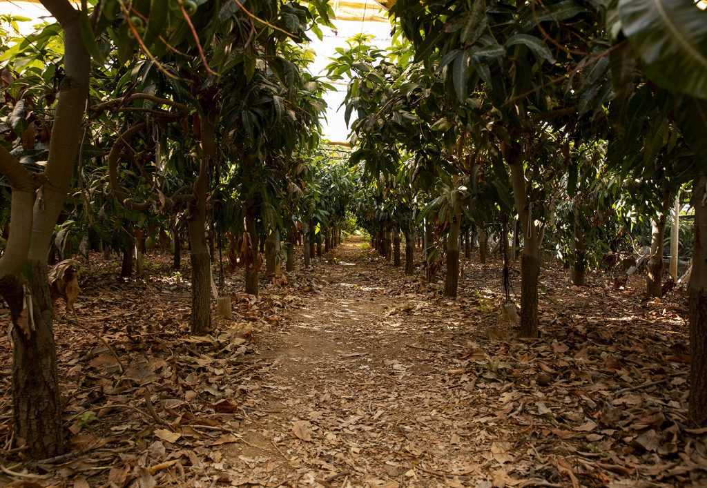 Cinnamon plantation with lush greenery near Ambalangoda, Sri Lanka
